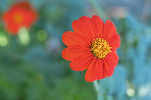 眼看比赛即 眼看比赛即